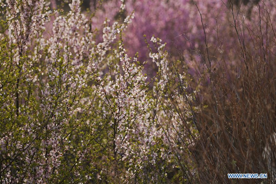 CHINA-HEBEI-CHONGLI-FLOWER-BLOSSOM (CN)