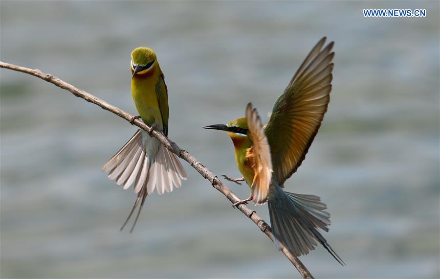 CHINA-HAIKOU-BLUE-TAILED BEE EATERS (CN)