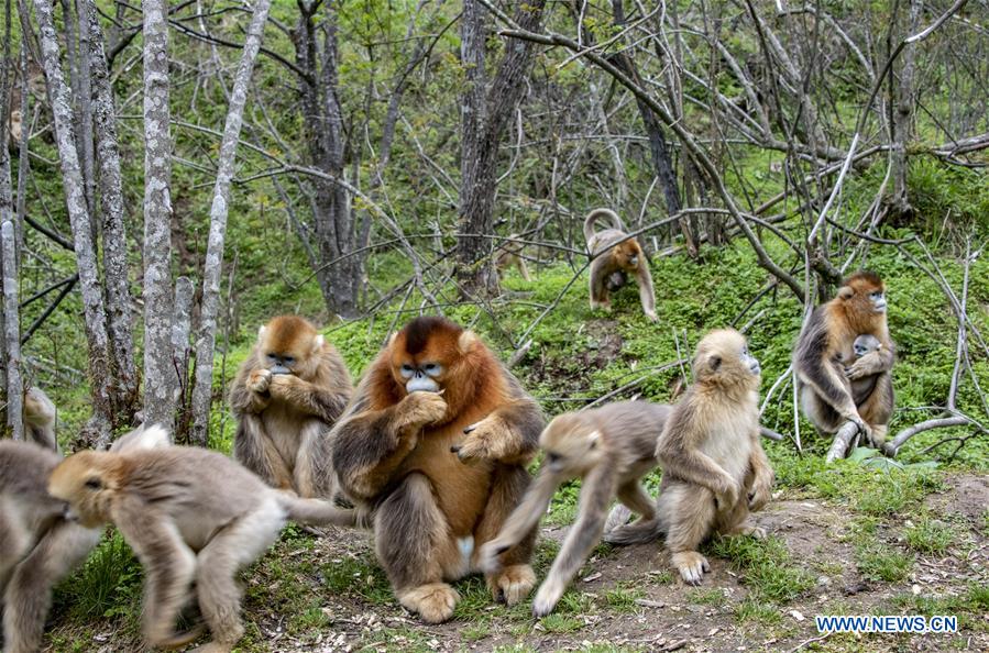 CHINA-HUBEI-SHENNONGJIA-GOLDEN MONKEY (CN)