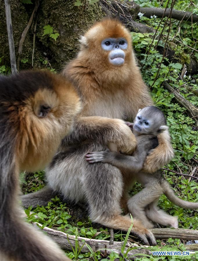 CHINA-HUBEI-SHENNONGJIA-GOLDEN MONKEY (CN)