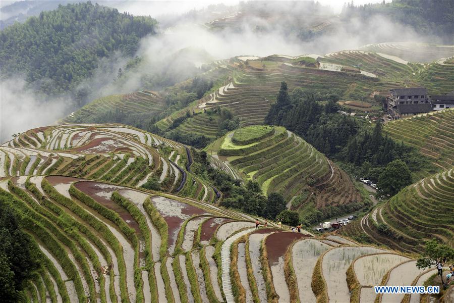 #CHINA-GUANGXI-TERRACED FIELD-SCENERY