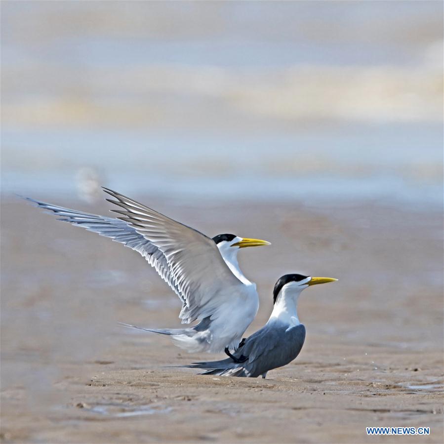 CHINA-FUJIAN-FUZHOU-MINJIANGKOU WETLAND-BIRDS (CN)