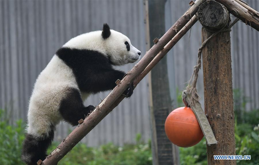 CHINA-SICHUAN-WOLONG-GIANT PANDA KINDERGARTEN (CN)