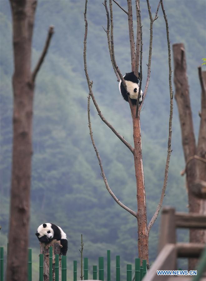 CHINA-SICHUAN-WOLONG-GIANT PANDA KINDERGARTEN (CN)