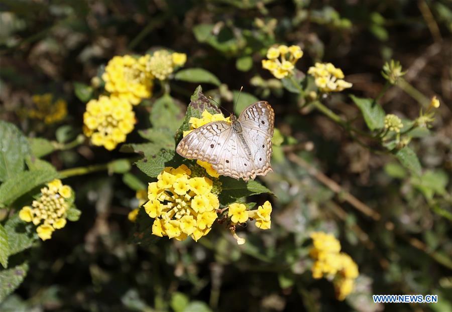 U.S.-LOS ANGELES-BUTTERFLY EXHIBITION