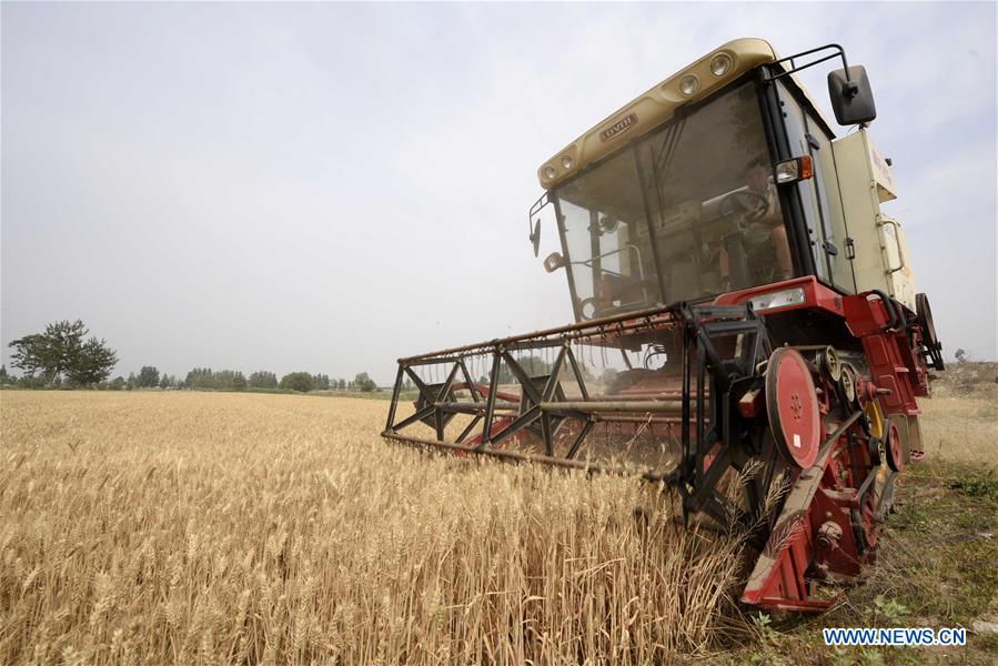 CHINA-HEBEI-WHEAT-HARVEST (CN)