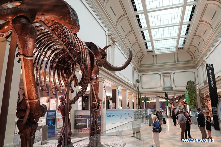 U.S.-WASHINGTON D.C.-NATIONAL MUSEUM OF NATURAL HISTORY-DINOSAUR AND FOSSIL HALL-REOPENING