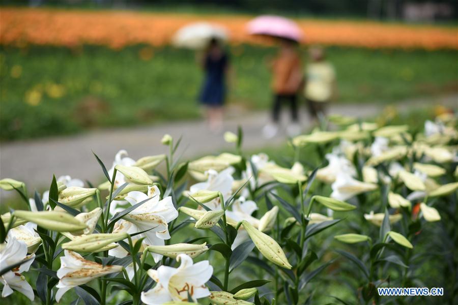 CHINA-GUIZHOU-TAIJIANG-LILY FLOWERS (CN)