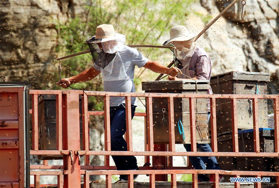 #CHINA-HEBEI-SHIJIAZHUANG-HONEY COLLECTING (CN)