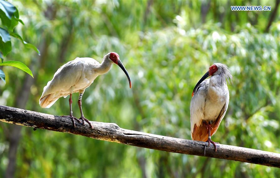 CHINA-SHAANXI-WILD CRESTED IBIS (CN)