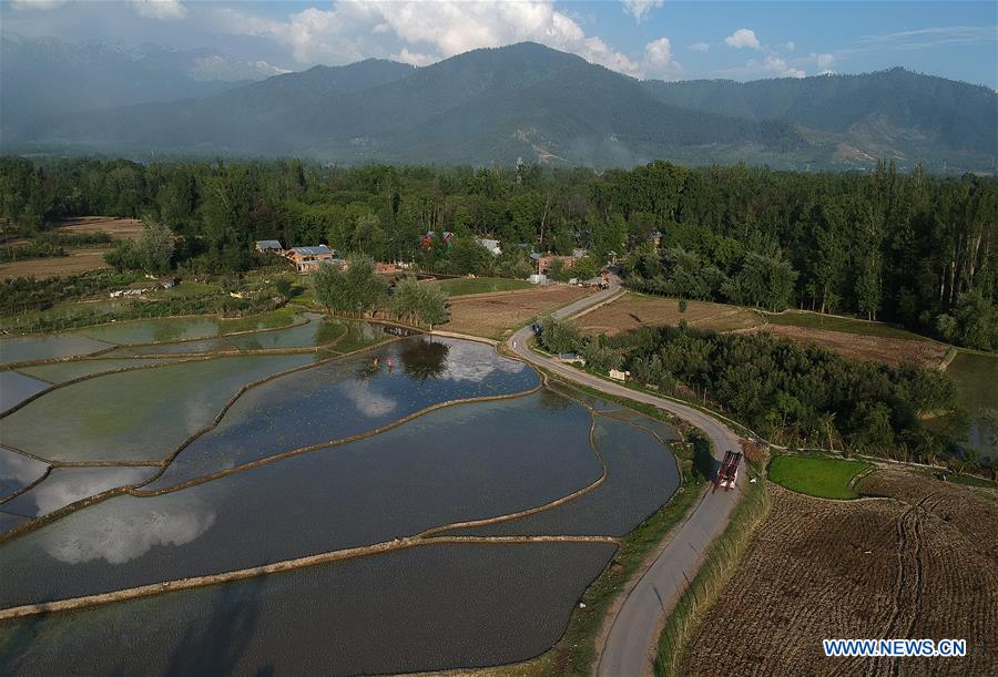 KASHMIR-SRINAGAR-PADDY FIELDS