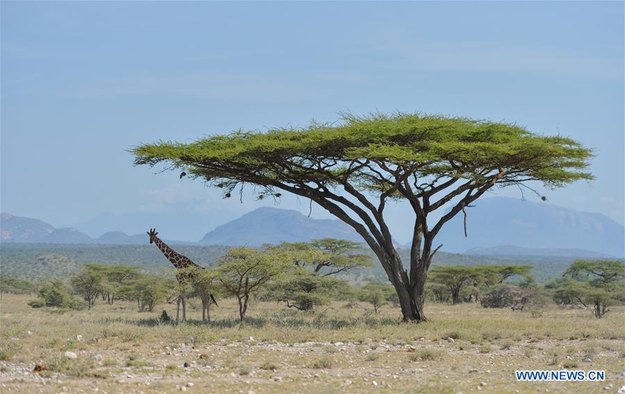 KENYA-SAMBURU-NATIONAL RESERVE