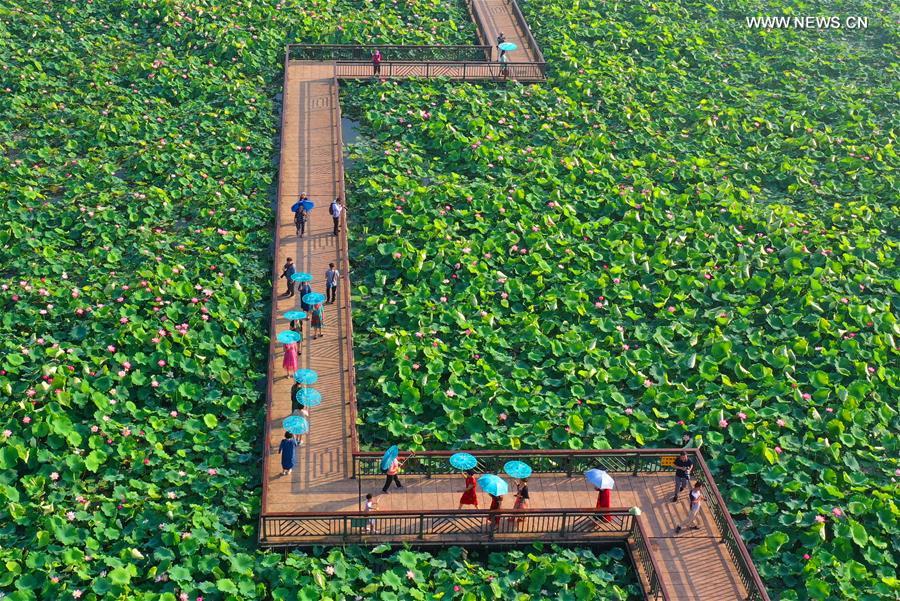 #CHINA-HUNAN-NATURE-LOTUS(CN)