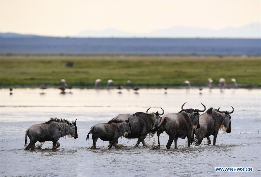 KENYA-AMBOSELI NATIONAL PARK-ANIMAL