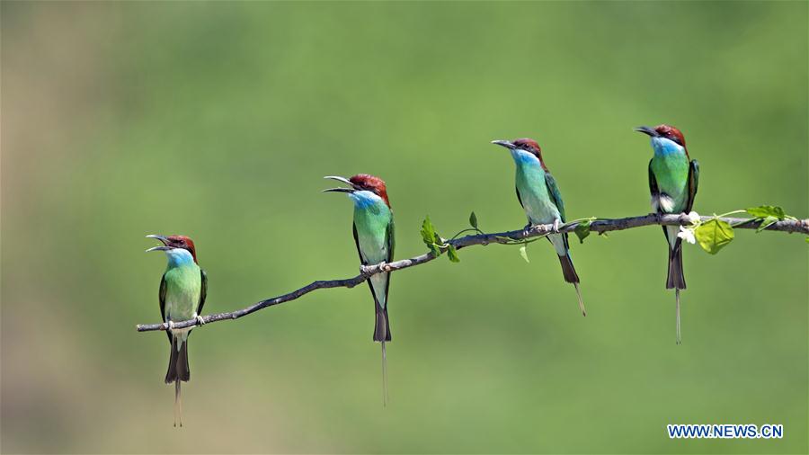 CHINA-FUJIAN-NANPING-BLUE-THROATED BEE EATERS (CN)