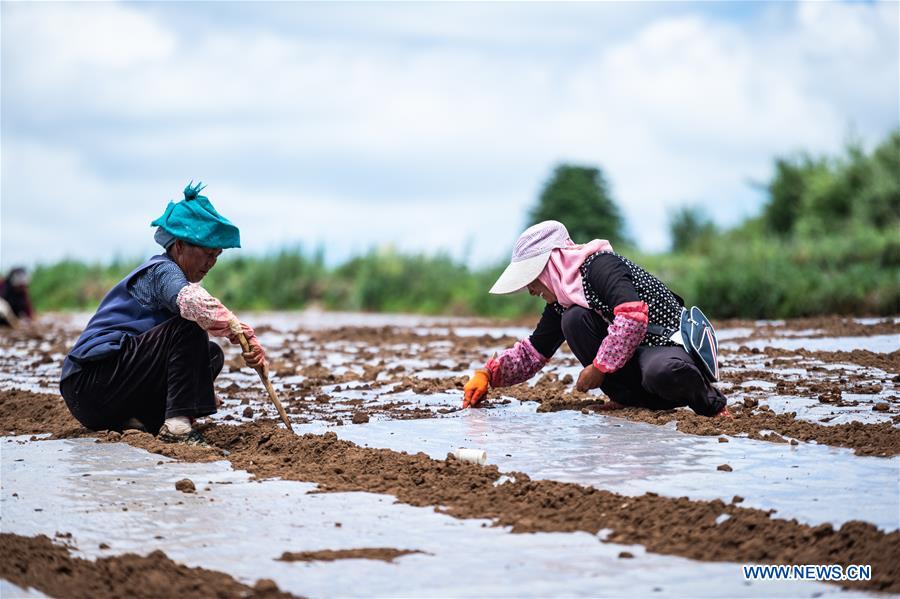 CHINA-SUMMER SOLSTICE-FARMING (CN)