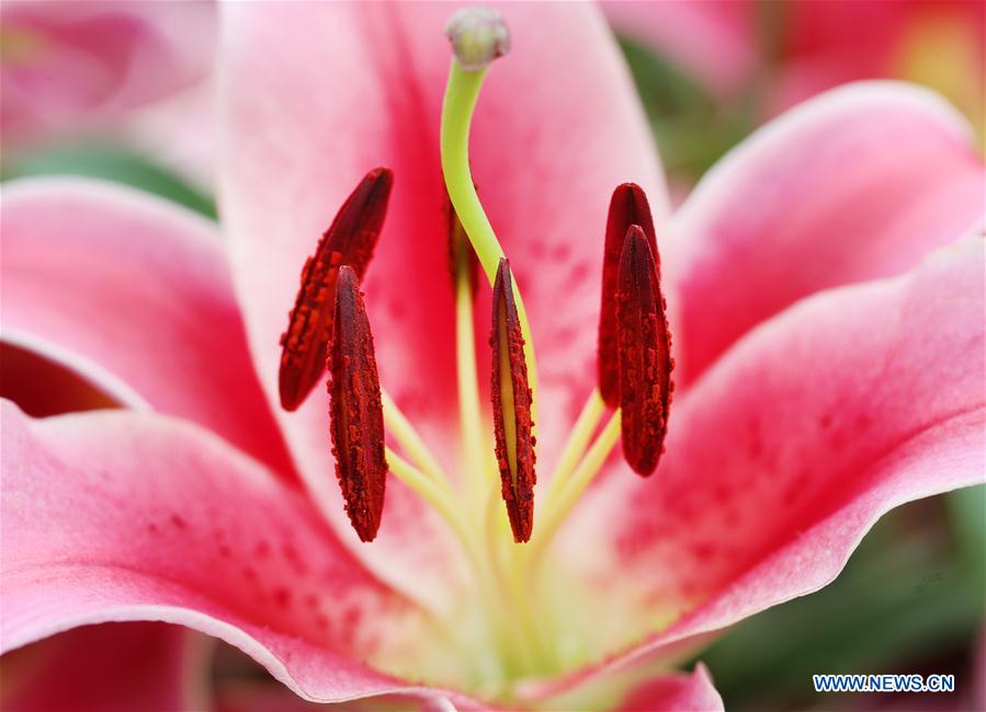 #CHINA-JIANGSU-NANTONG-GREEN EXPO GARDEN-FLOWER(CN)