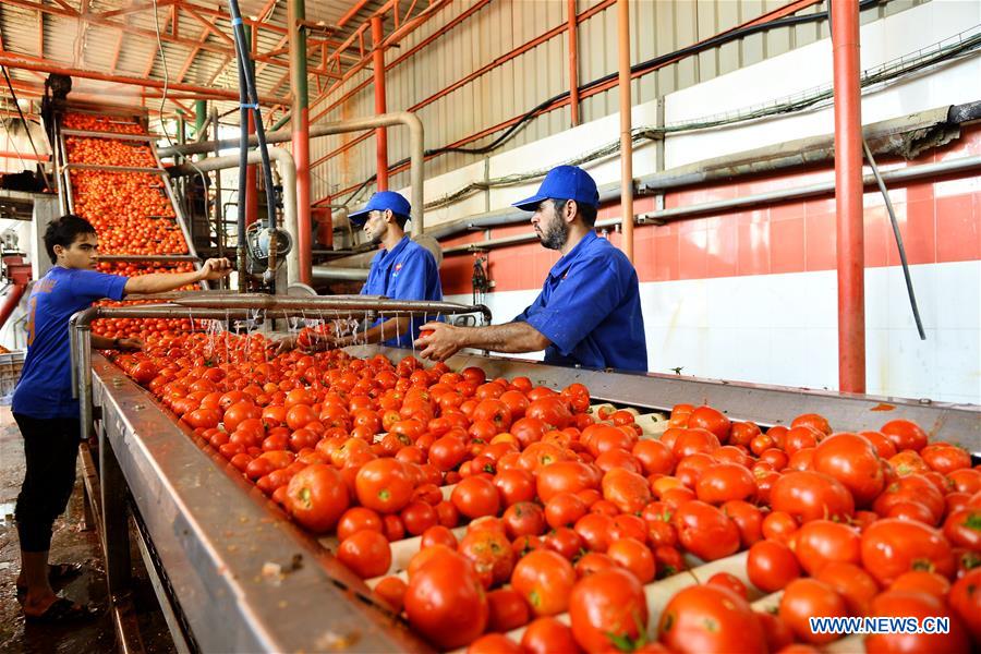 MIDEAST-GAZA-TOMATO PASTE