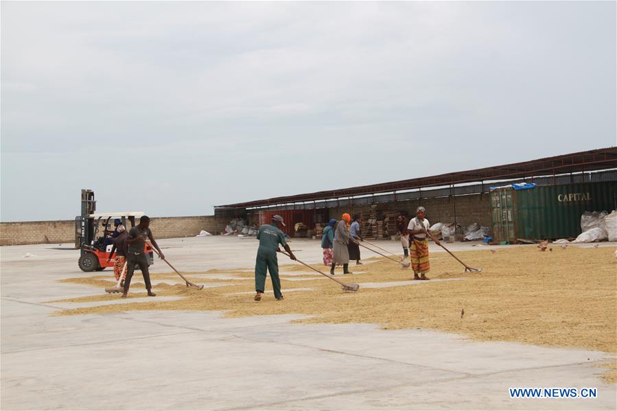 UGANDA-KALUNGU-CHINESE COMPANY-RICE-HARVEST