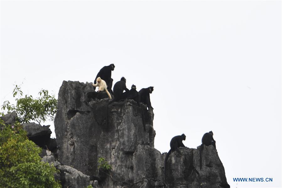 CHINA-GUANGXI-DAXIN-WILD ANIMAL-ALBINO MONKEY (CN)