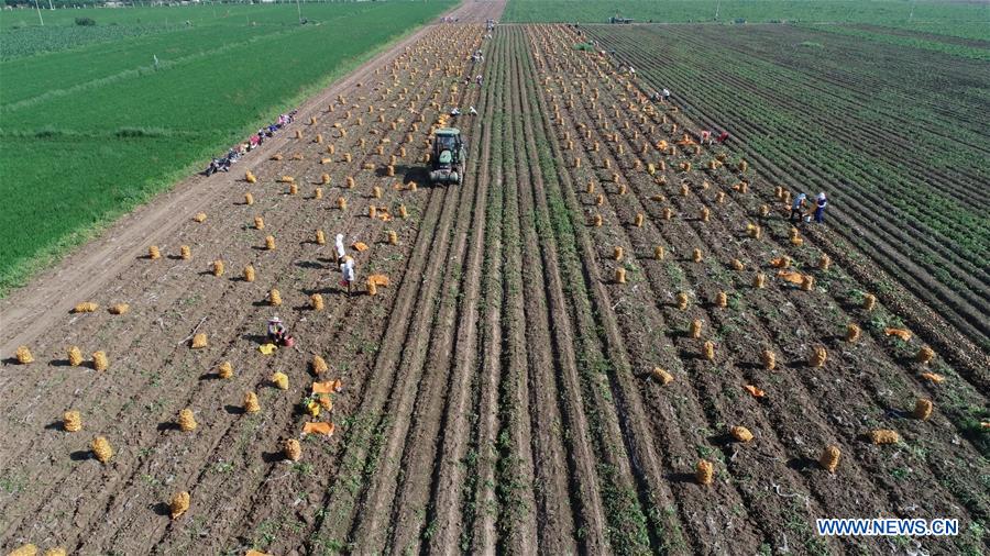 CHINA-HEBEI-AGRICULTURE-POTATO-BUSINESS (CN)