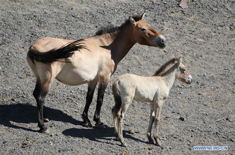 CHINA-XINJIANG-PRZEWALSKI'S HORSE (CN)