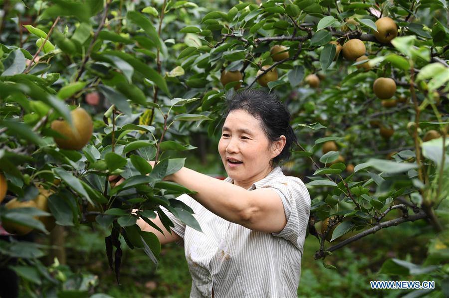 CHINA-CHONGQING-PEAR PLANTATION-POVERTY ALLEVIATION (CN)