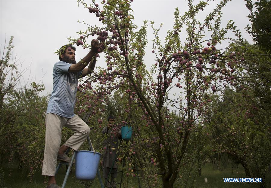 KASHMIR-SRINAGAR-PLUM HARVEST