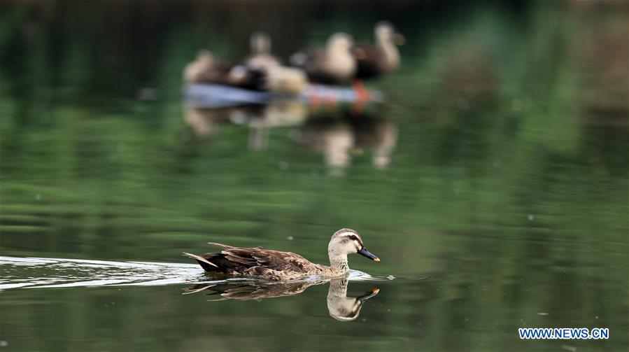 CHINA-DALIAN-WETLAND PARK-SCENERY (CN)