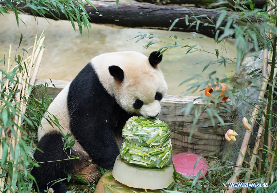 CHINA-YUNNAN-KUNMING-PANDA-BIRTHDAY (CN)