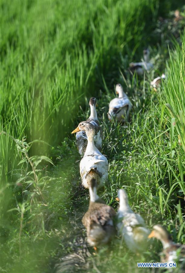 CHINA-JILIN-HUINAN-GREEN AND ORGANIC AGRICULTURE (CN)