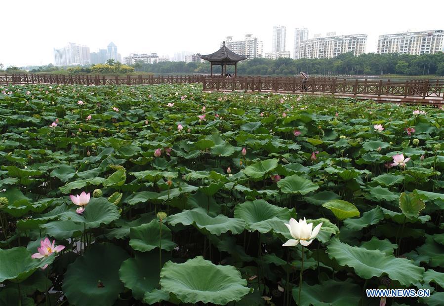 CHINA-GUANGXI-NANNING-LOTUS-BLOSSOM (CN)