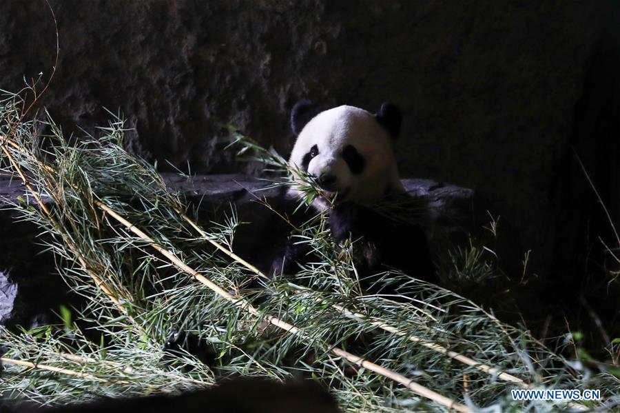 BELGIUM-BRUGELETTE-PANDA CUBS-BIRTH