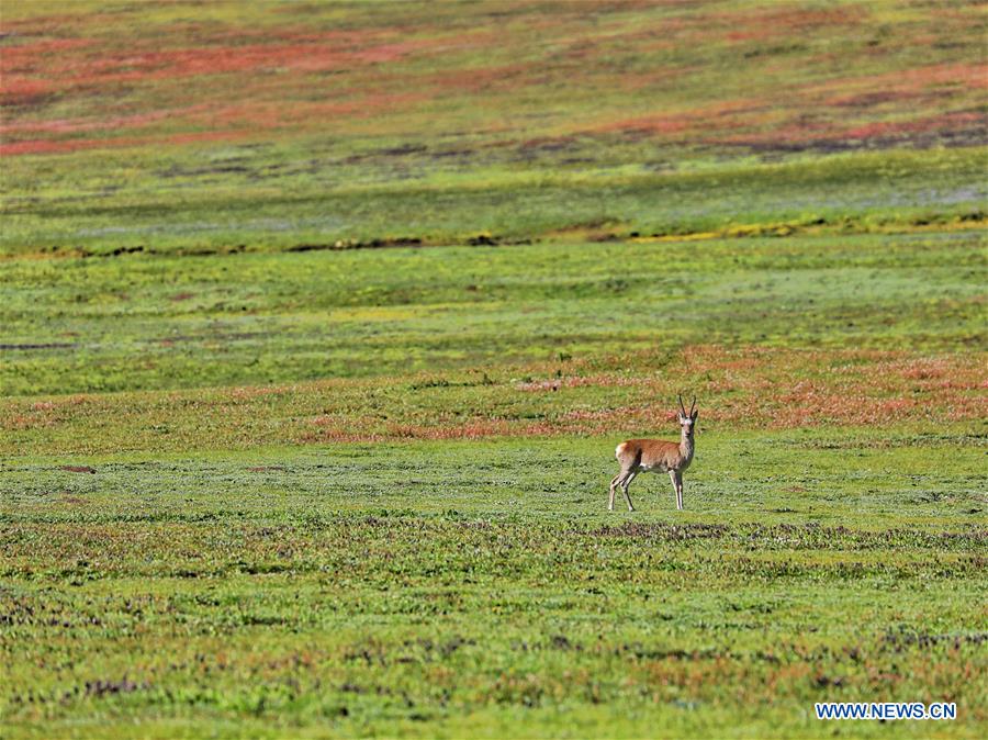 CHINA-QINGHAI-JIATANG GRASSLAND-NATURE-OBSERVING (CN)