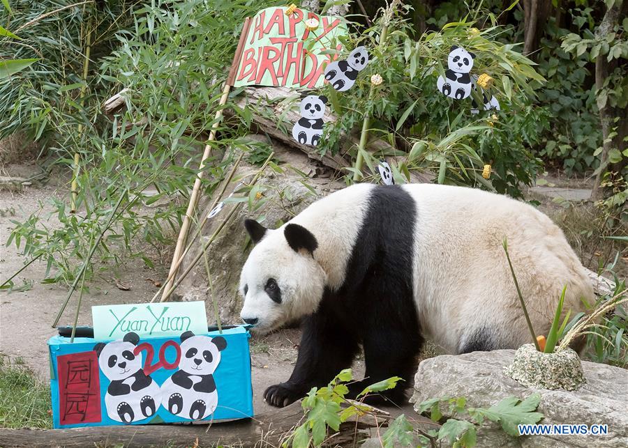 AUSTRIA-VIENNA-GIANT PANDA YUAN YUAN-BIRTHDAY