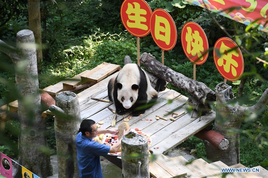 CHINA-CHONGQING-OLDEST PANDA-BIRTHDAY (CN)