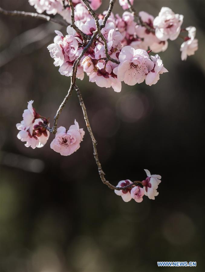 AUSTRALIA-CANBERRA-CHERRY BLOSSOMS