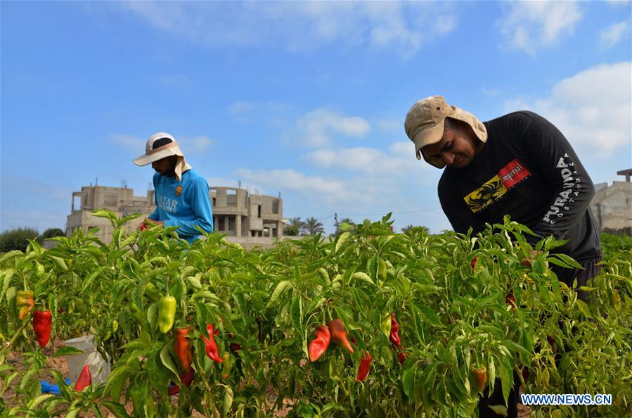 MIDEAST-GAZA-RED CHILI PEPPER