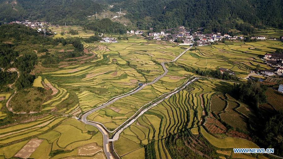 CHINA-HUNAN-HUAYUAN COUNTY-RICE FIELD-AUTUMN SCENERY (CN)