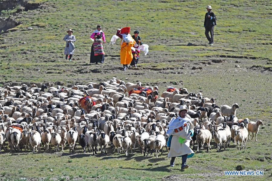 (InTibet)CHINA-TIBET-XIGAZE-SHEEP SHOW (CN)