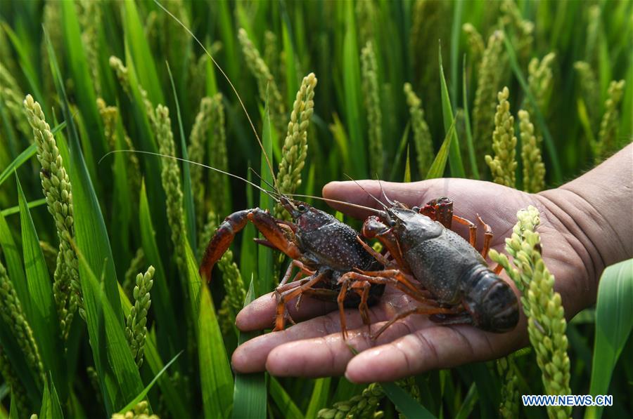 CHINA-ZHEJIANG-HUZHOU-AGRICULTURE-POLYCULTURE (CN)