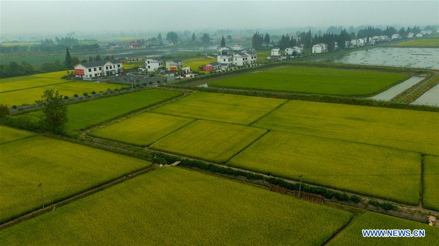 CHINA-HUNAN-NANXIAN-PADDY FIELD (CN)