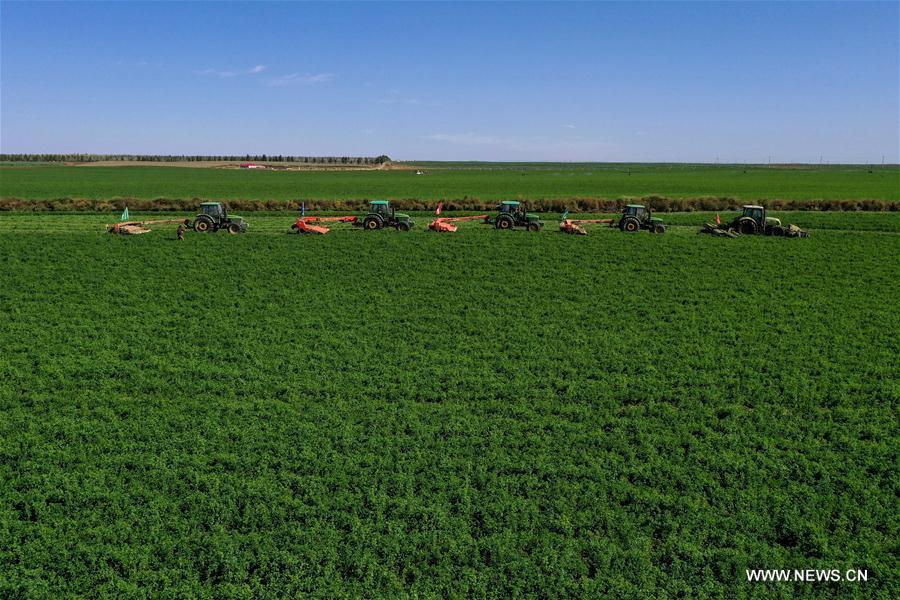 CHINA-INNER MONGOLIA-AR HORQIN-ALFALFA PASTURE (CN)