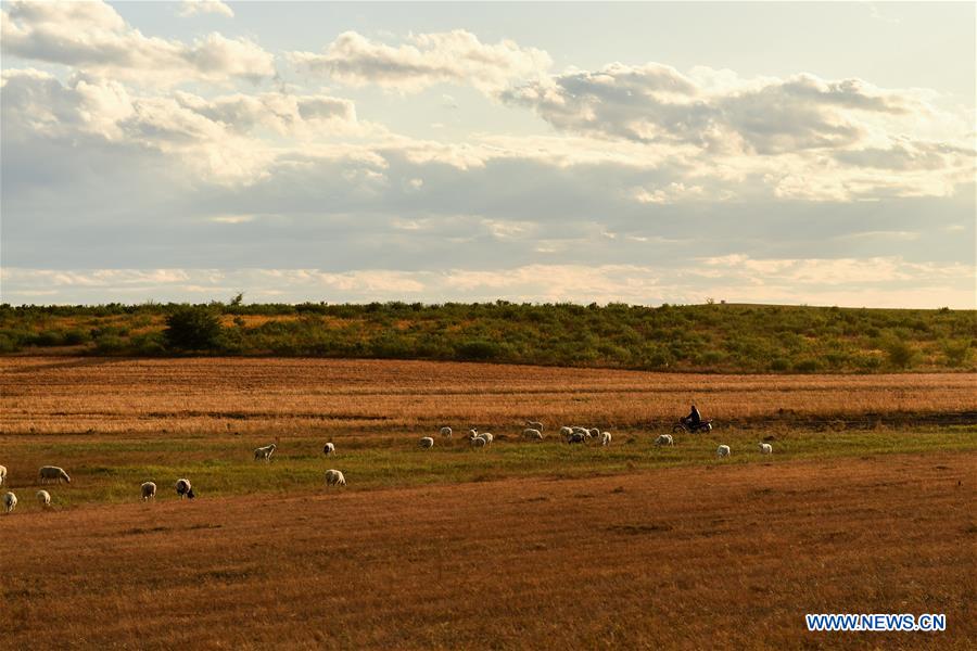 CHINA-INNER MONGOLIA-PASTURE-SHEEP TRADE (CN)