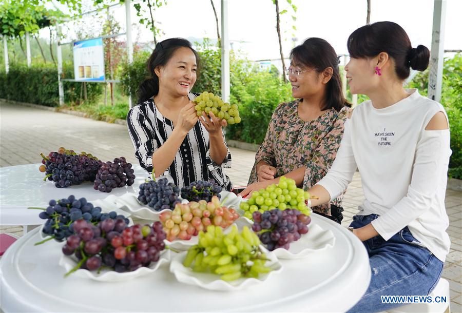 CHINA-SHAANXI-XI'AN-GRAPE PLANTING (CN)