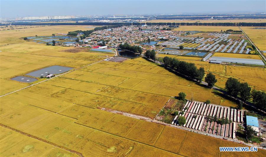 CHINA-LIAONING-SHENYANG-HARVEST (CN)