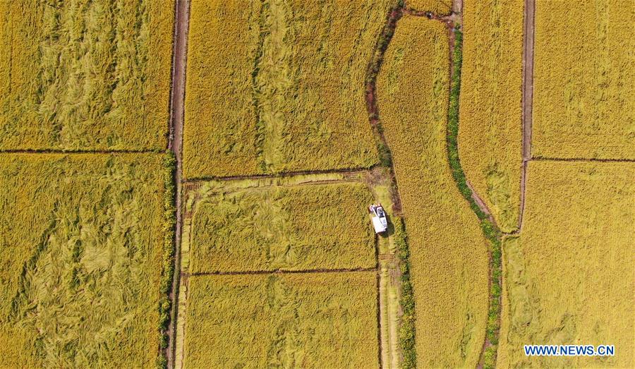 CHINA-LIAONING-SHENYANG-HARVEST (CN)