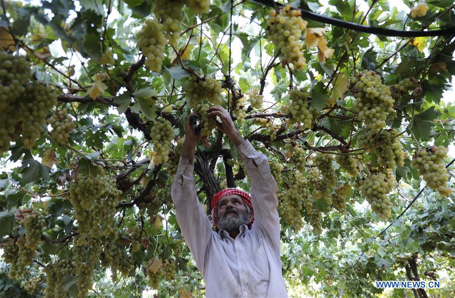 MIDEAST-HEBRON-GRAPES-HARVEST