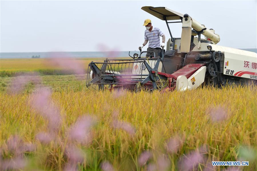 CHINA-JIANGXI-NANCHANG-HARVEST (CN)