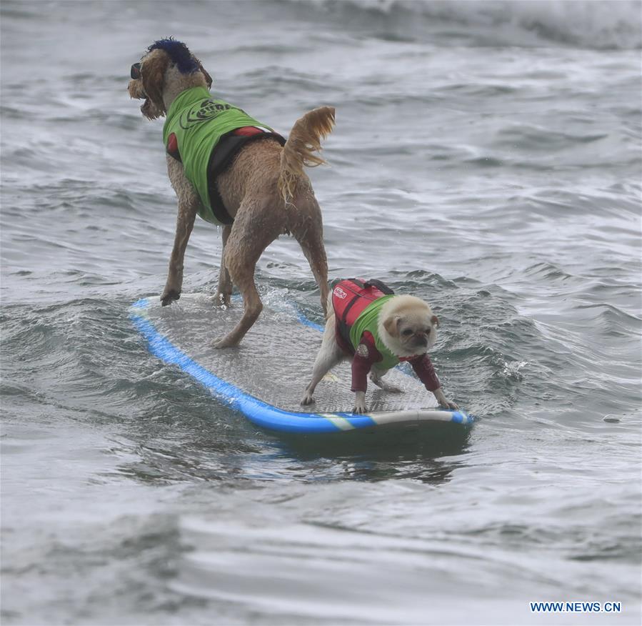 (SP)U.S.-CALIFORNIA-HUNTINGTON BEACH-SURF DOG